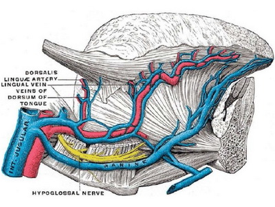 Anatomy of the Tongue - Why Dr. Chugay's Tongue Patch Weight Loss Procedure works